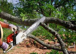 Best Tree Risk Assessment  in Owosso, MI